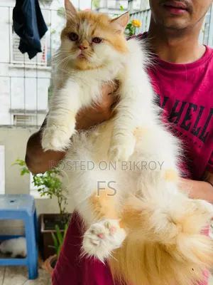 1+ Year Female Purebred Persian