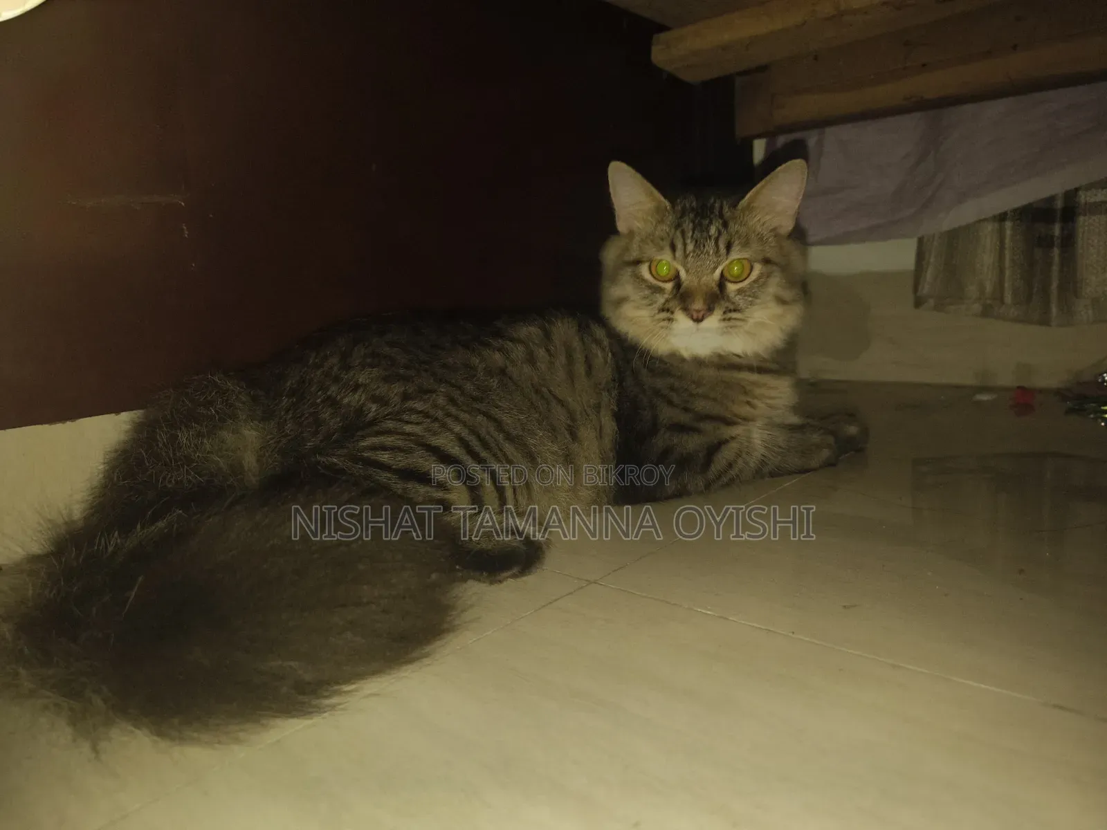 3-6 Months Male Purebred Persian
