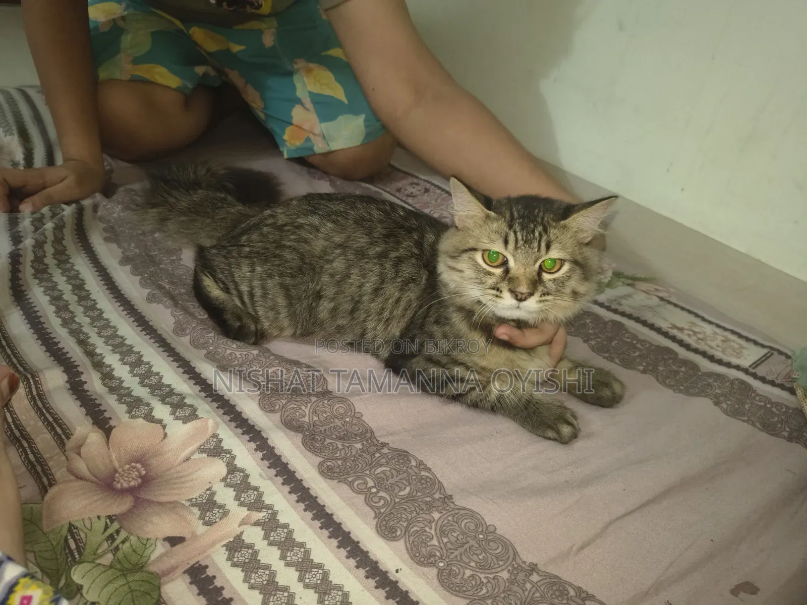 3-6 Months Male Purebred Persian