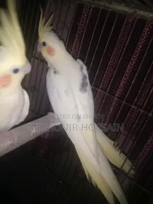 হাই মিউটেশন ককাটেল হোয়াইট ফেস পাইড পার্ল ব্ল্যাক আই টপ কোয়ালিটি