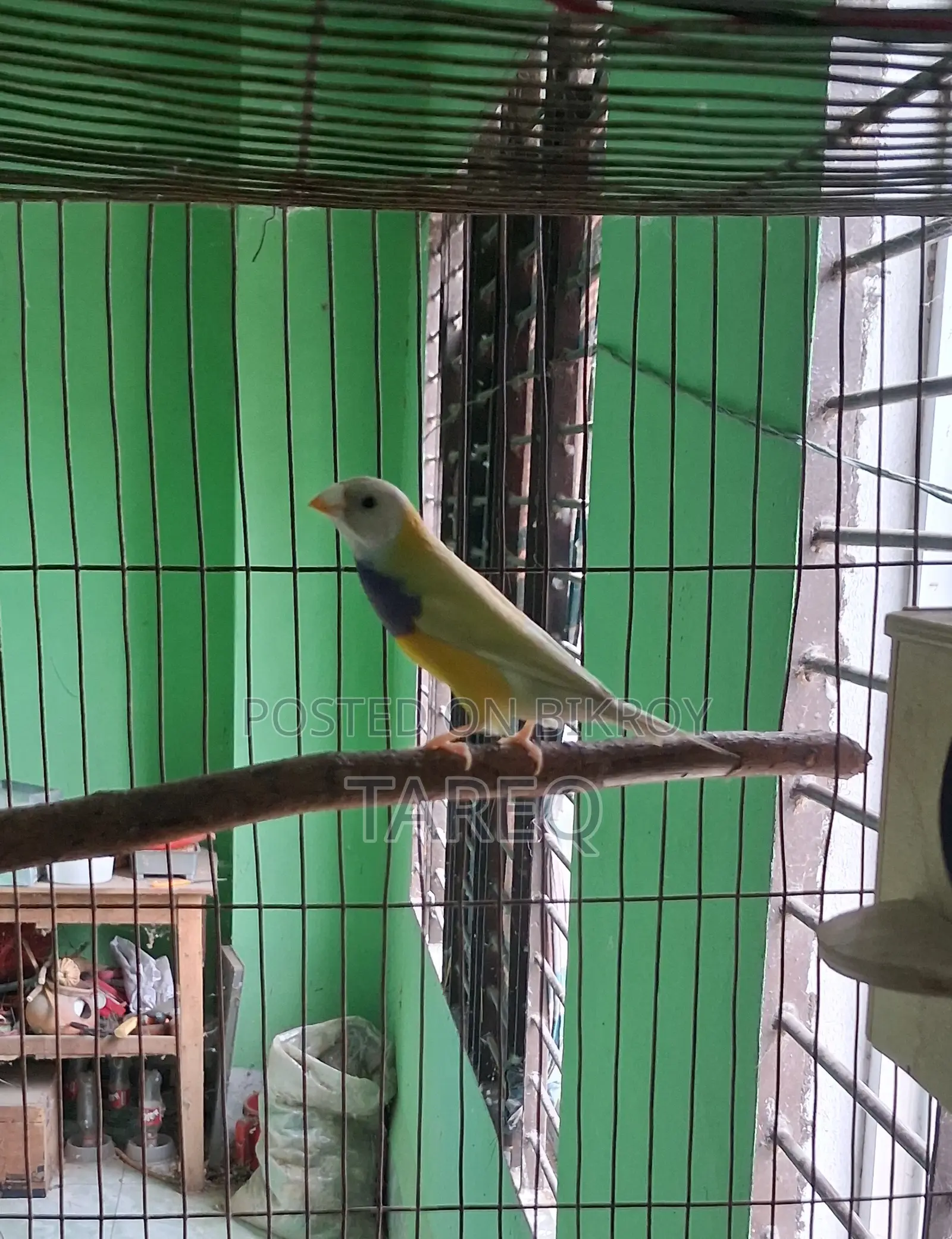 গোল্ডিয়ান ফিঞ্চ