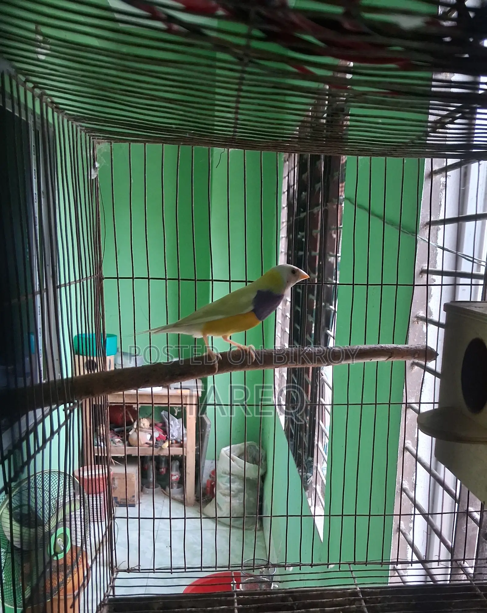গোল্ডিয়ান ফিঞ্চ