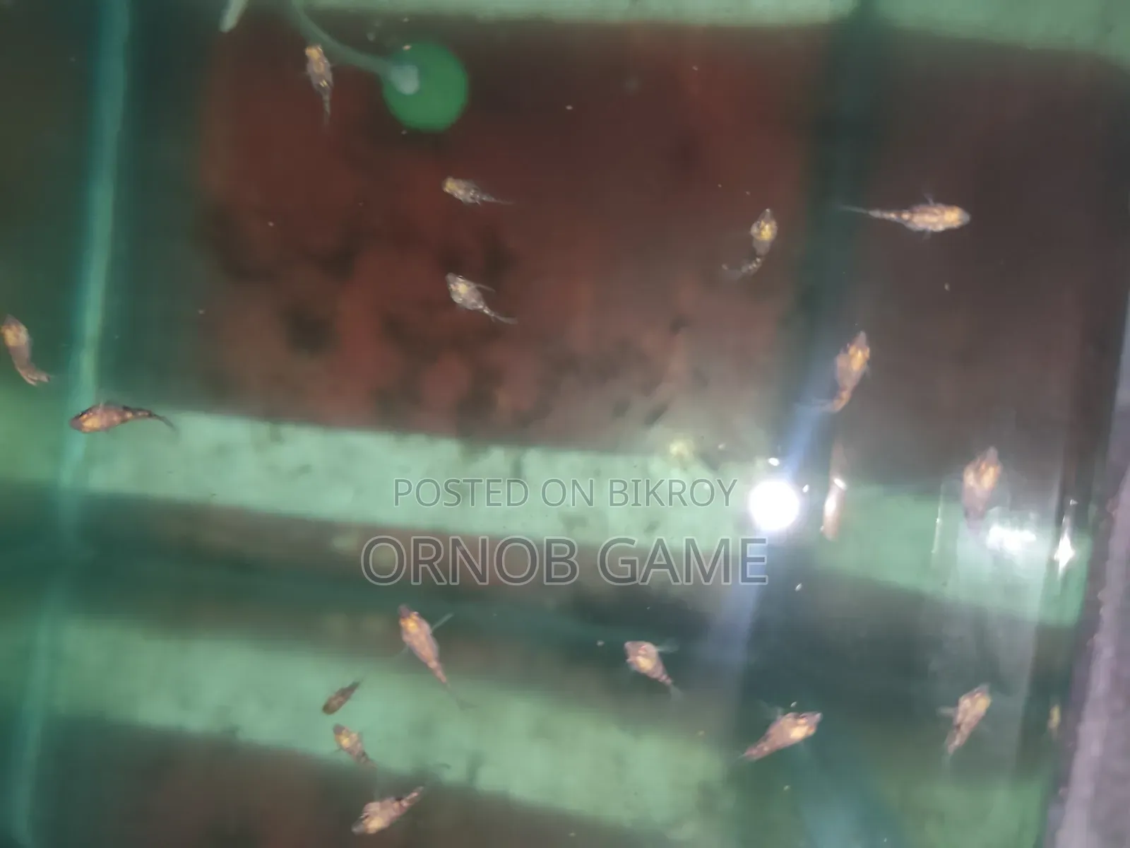পোলার প্যারট বেবি