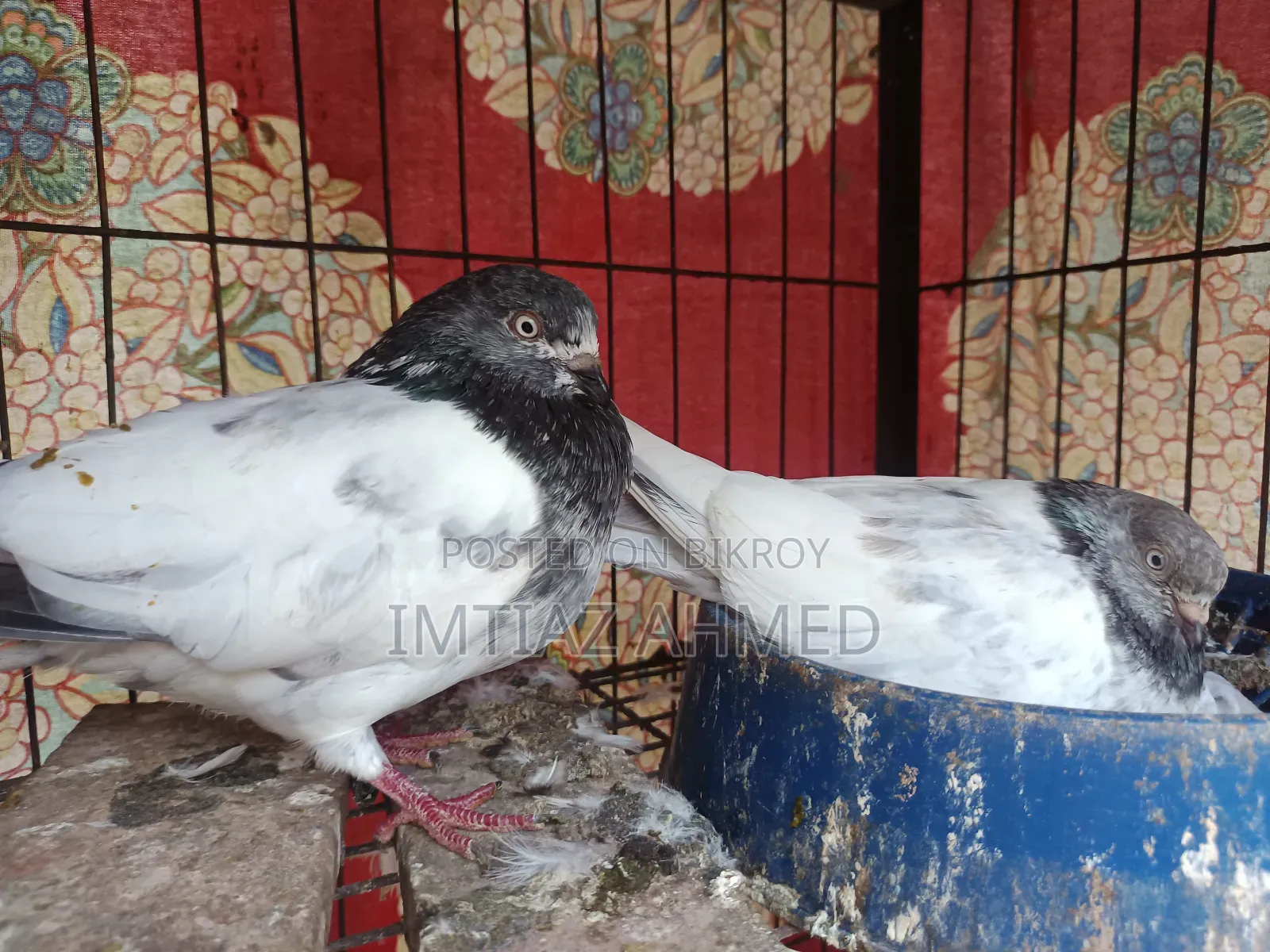 Running Pair of Giribaz Pigeons