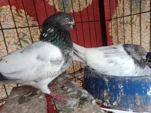 Running Pair of Giribaz Pigeons