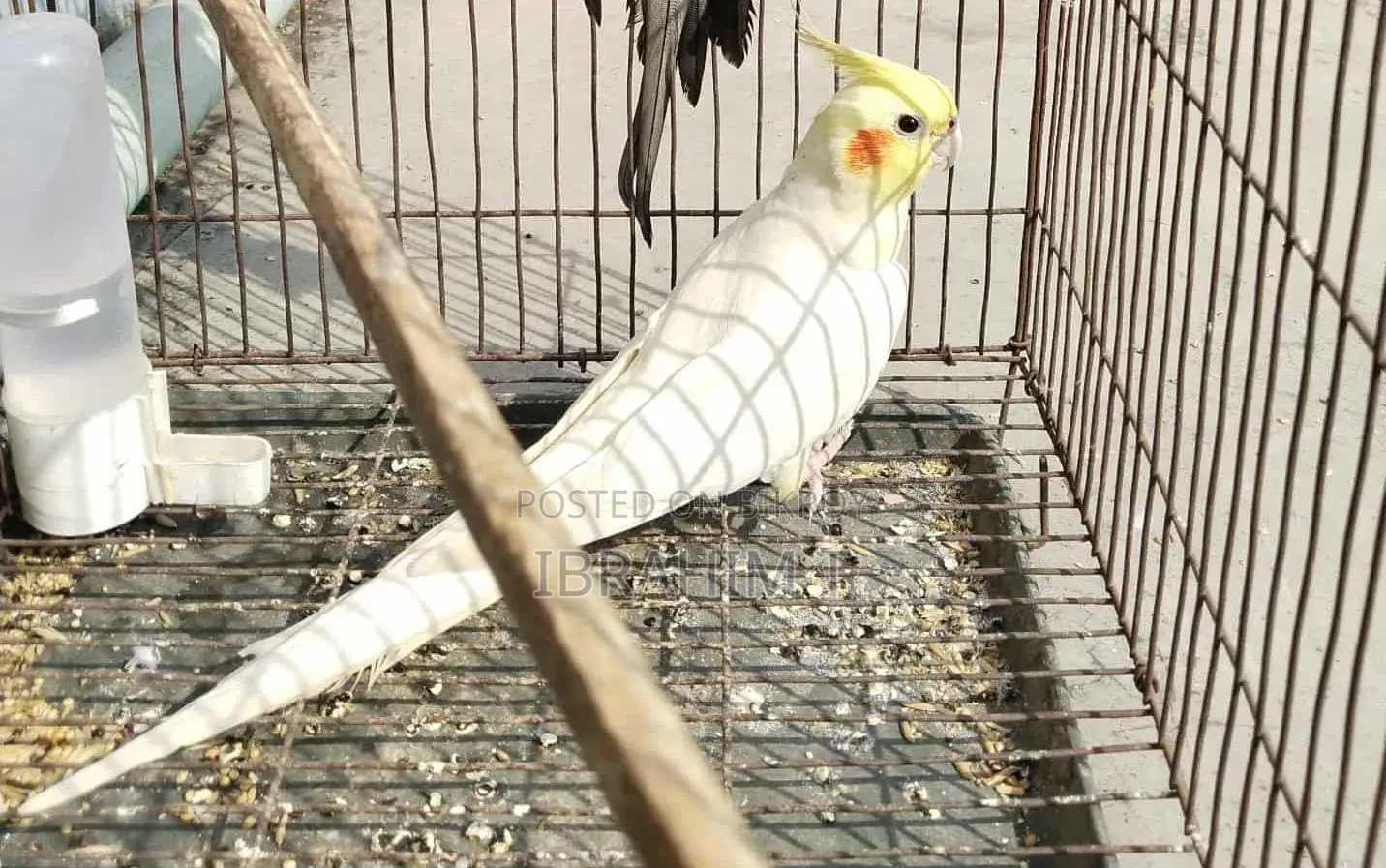 পুরুষ ককাটেল বিক্রির জন্য