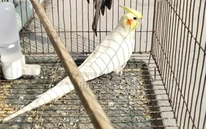 পুরুষ ককাটেল বিক্রির জন্য