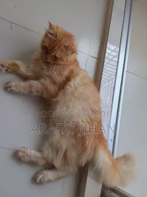 1+ Year Female Purebred Persian Cat