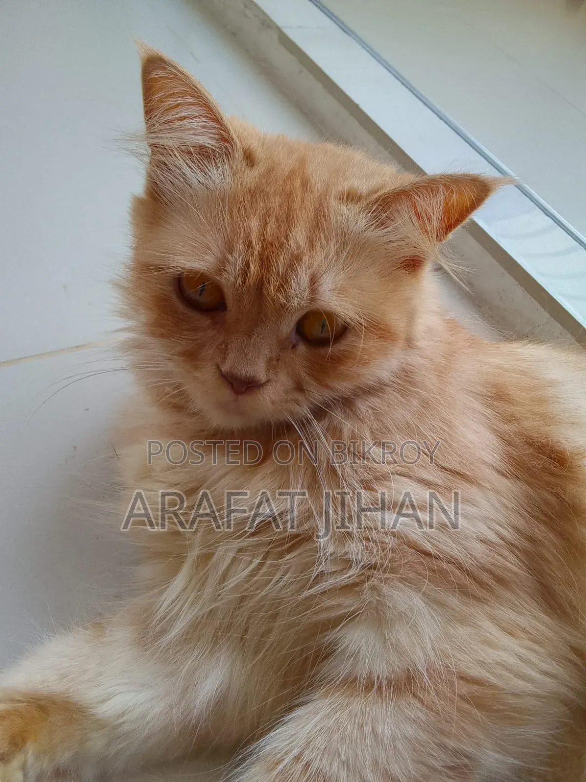 1+ Year Female Purebred Persian Cat