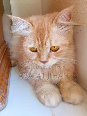 1+ Year Female Purebred Persian Cat