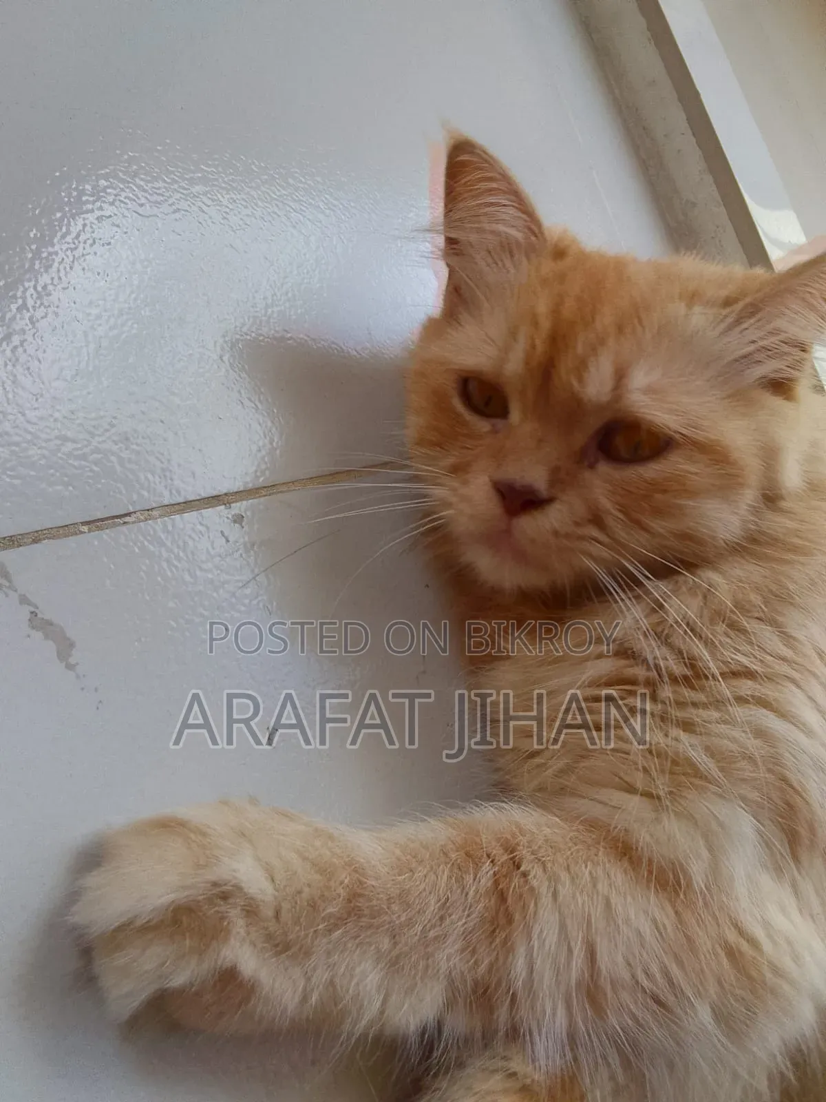 1+ Year Female Purebred Persian Cat