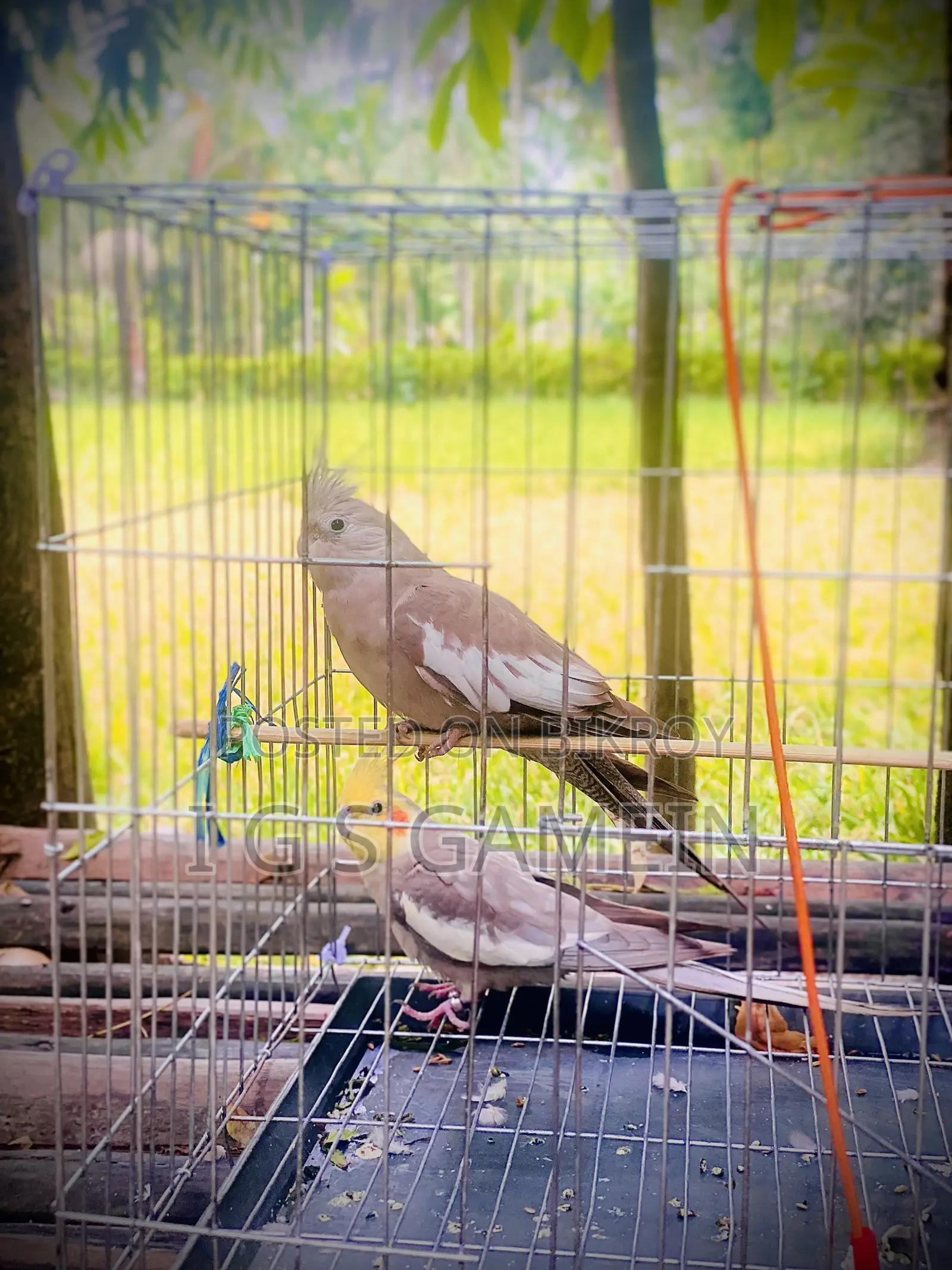Cockatiel for Sale