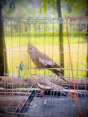 Cockatiel for Sale