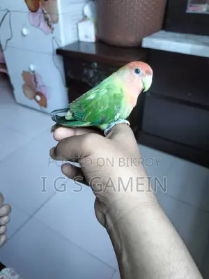 পাখি