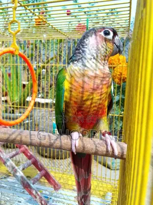 কনুর পাখি