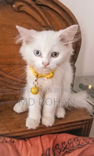 1-3 Months Male Purebred Persian