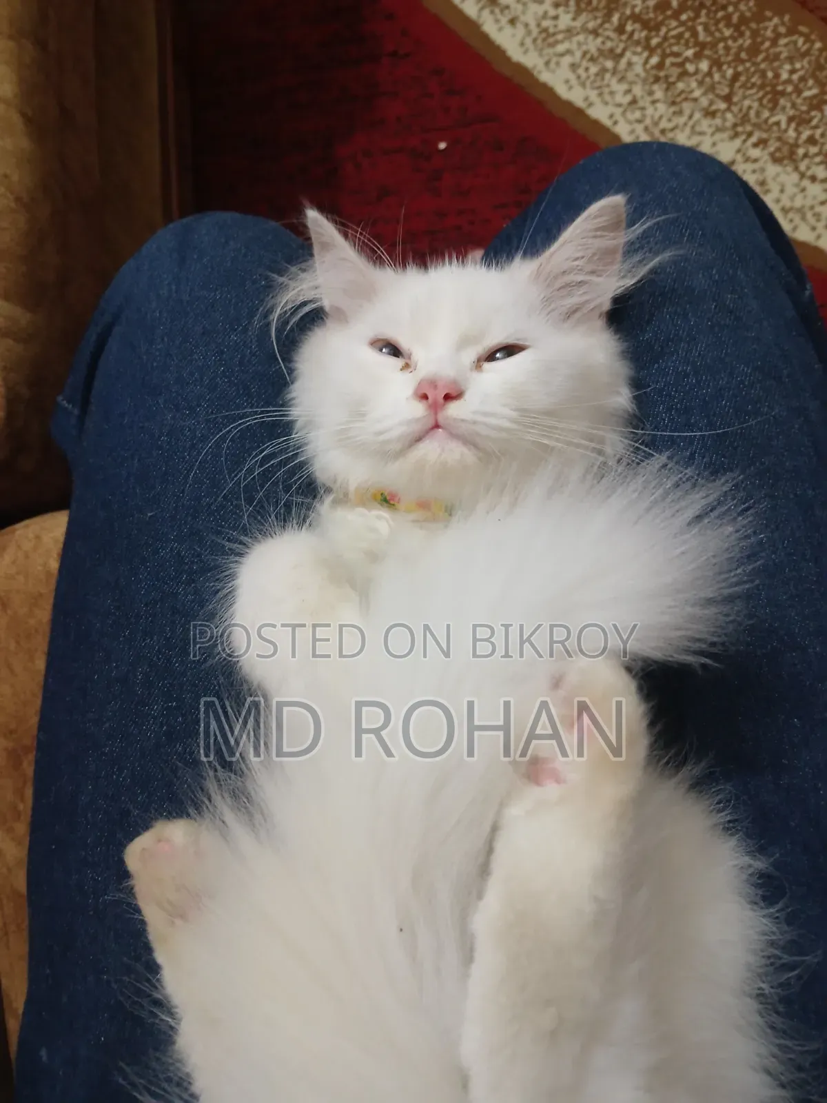 1-3 Months Male Purebred Persian