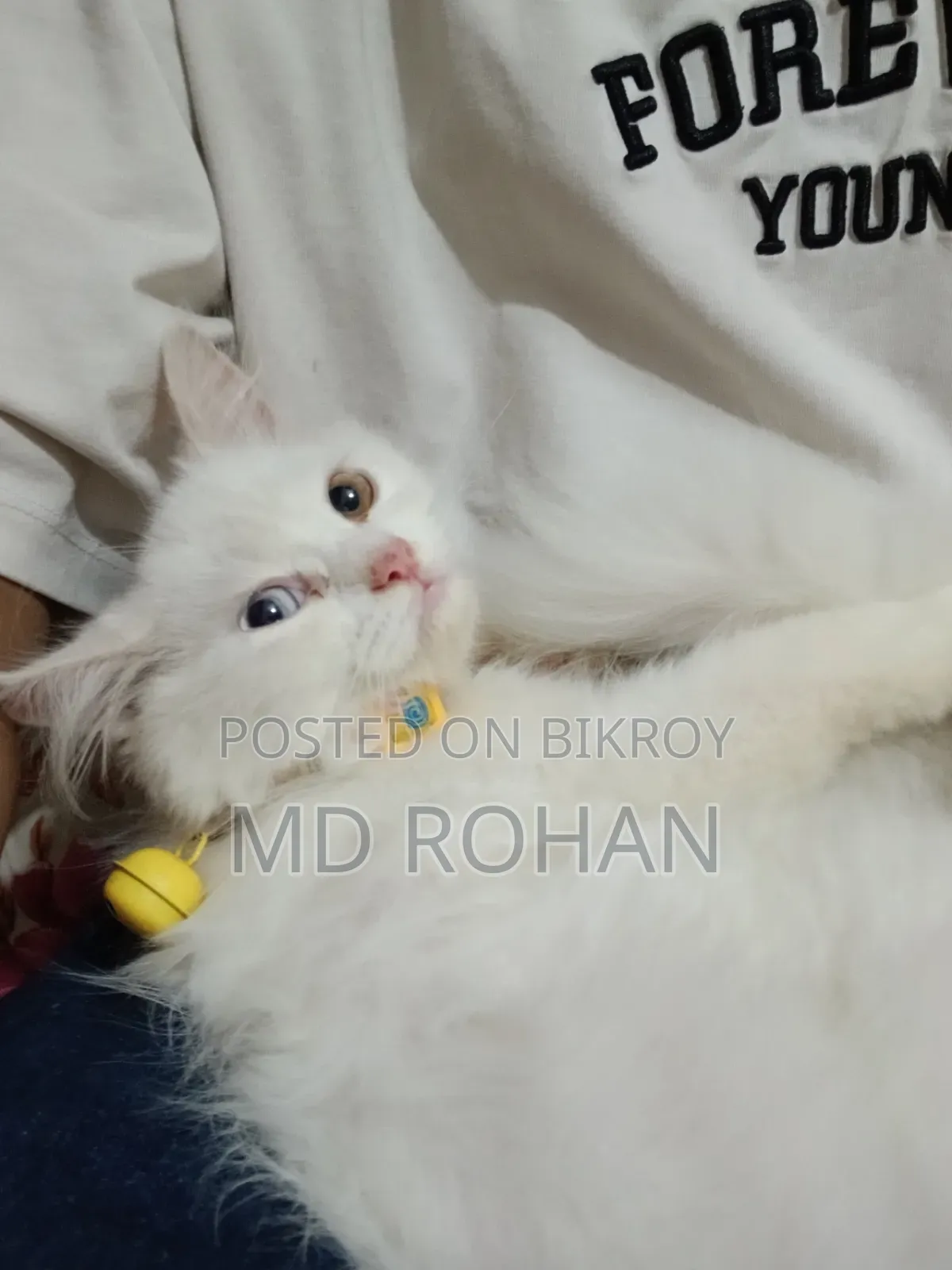 1-3 Months Male Purebred Persian