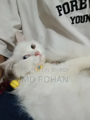 1-3 Months Male Purebred Persian