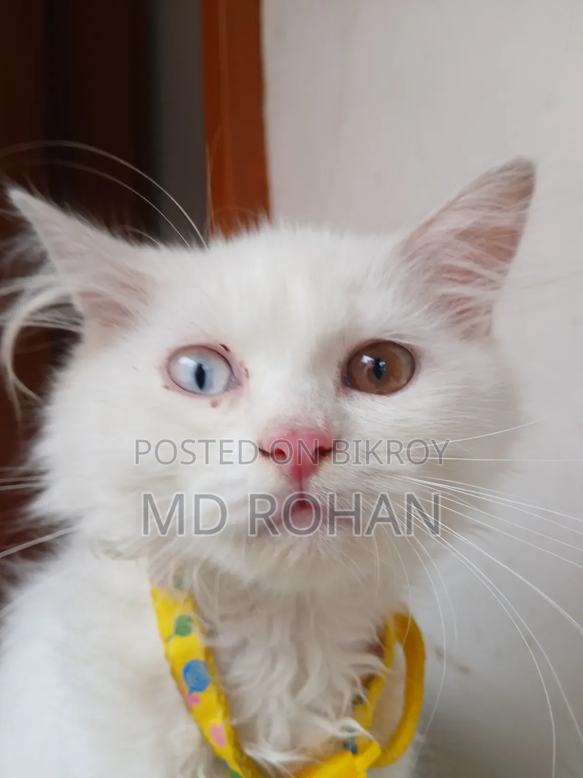 1-3 Months Male Purebred Persian