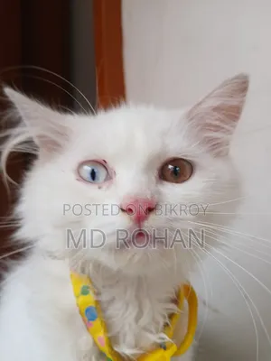 1-3 Months Male Purebred Persian