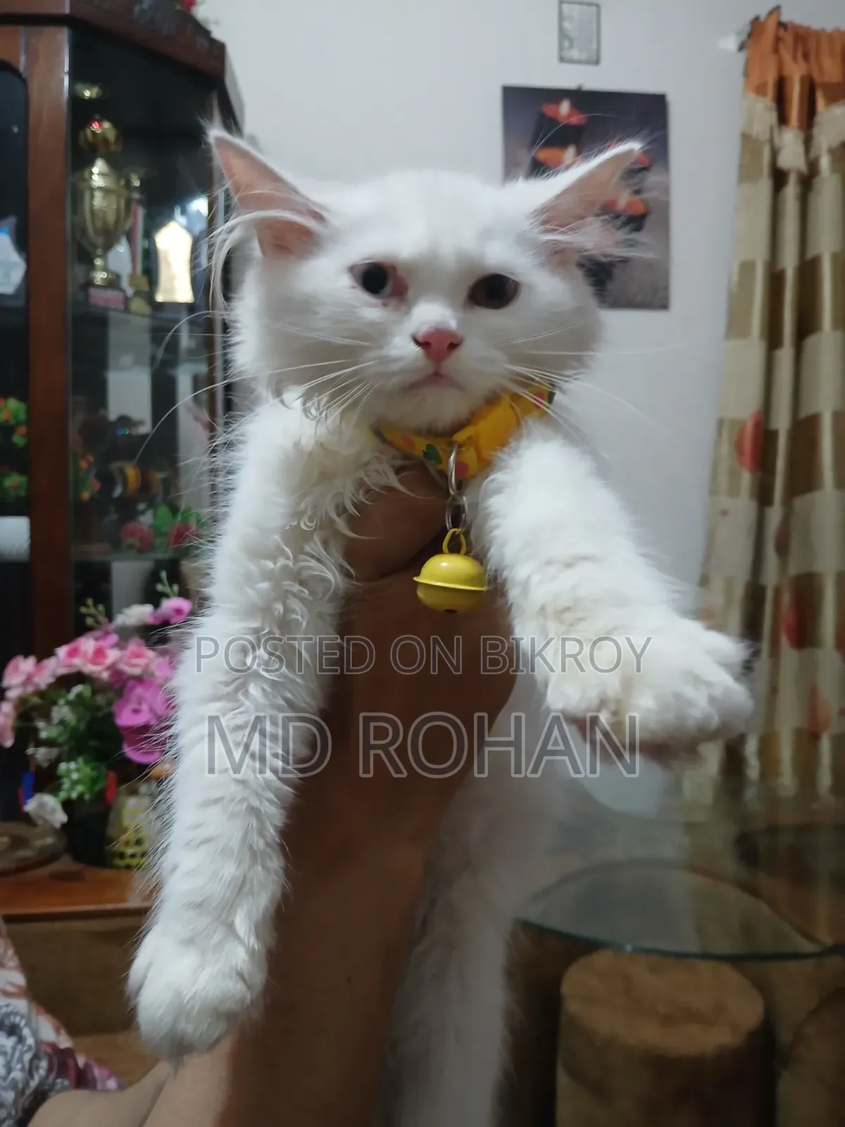 1-3 Months Male Purebred Persian