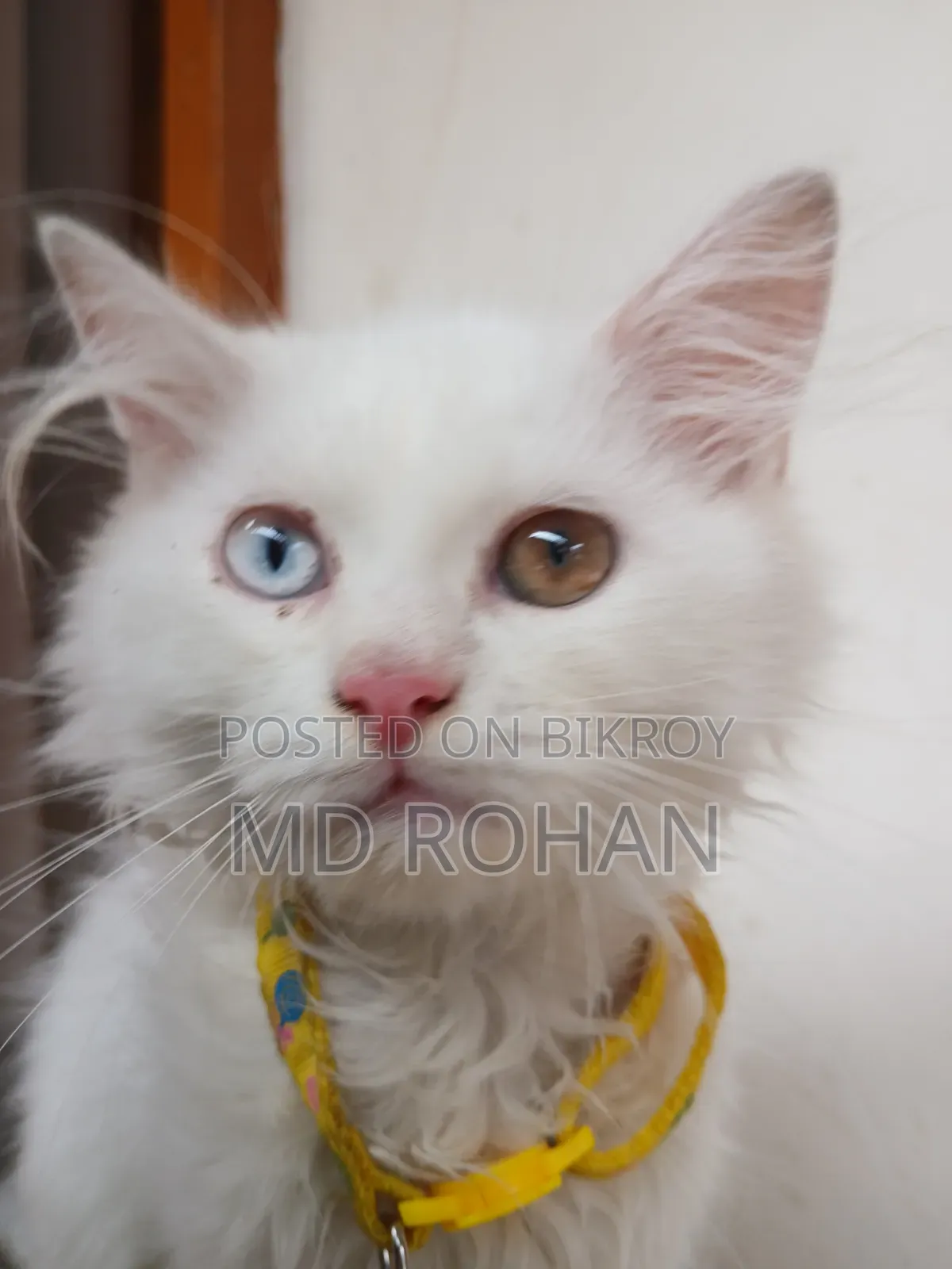 1-3 Months Male Purebred Persian