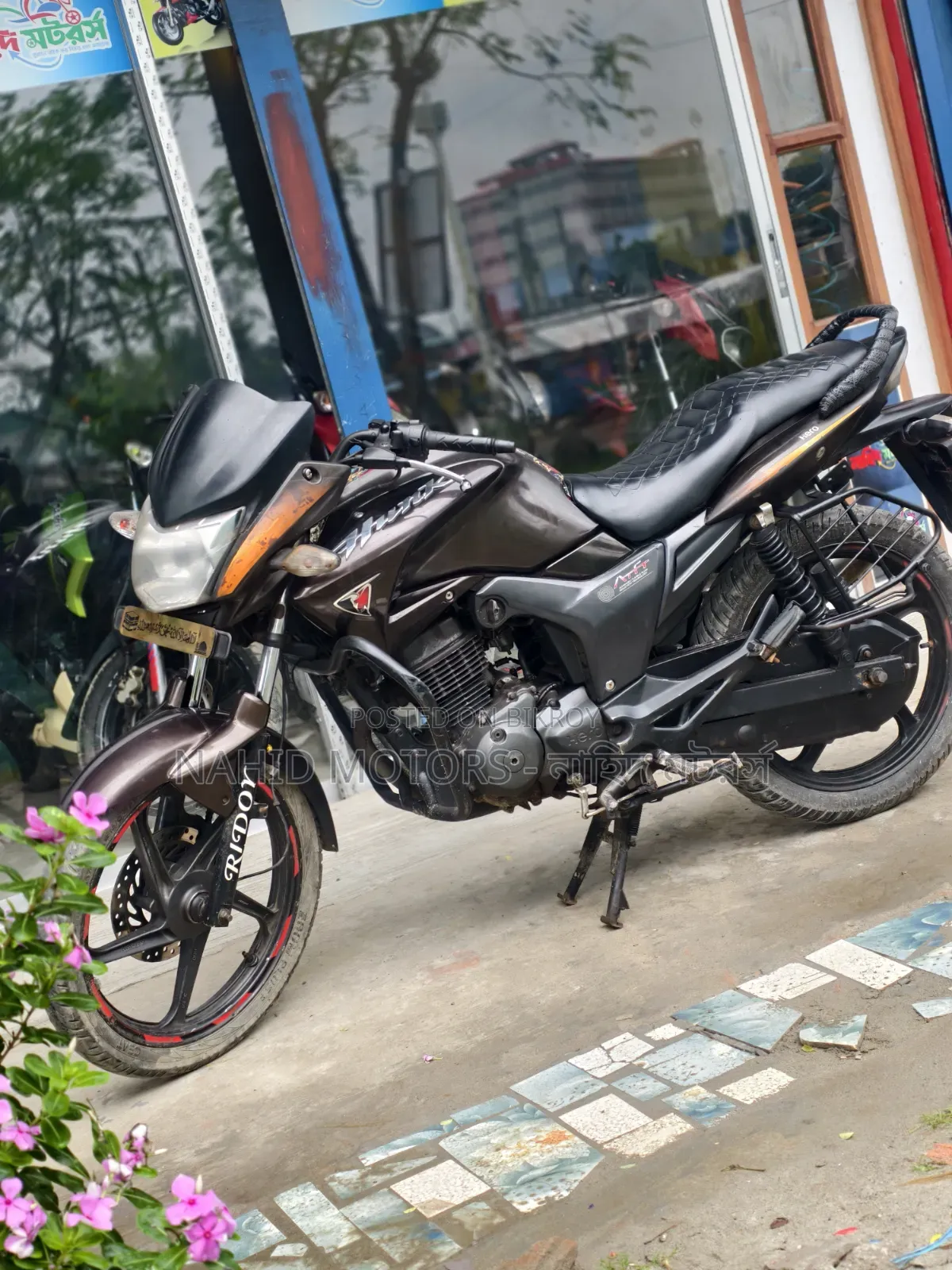 হিরো হাঙ্ক ২০১৭ ব্রাউন