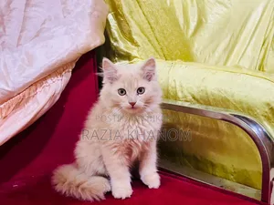 1-3 Months Female Purebred Persian