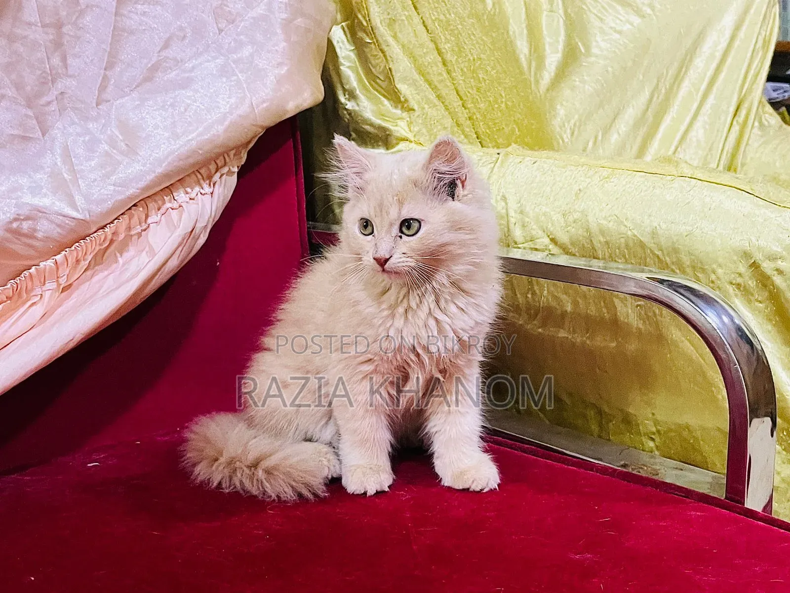 1-3 Months Female Purebred Persian