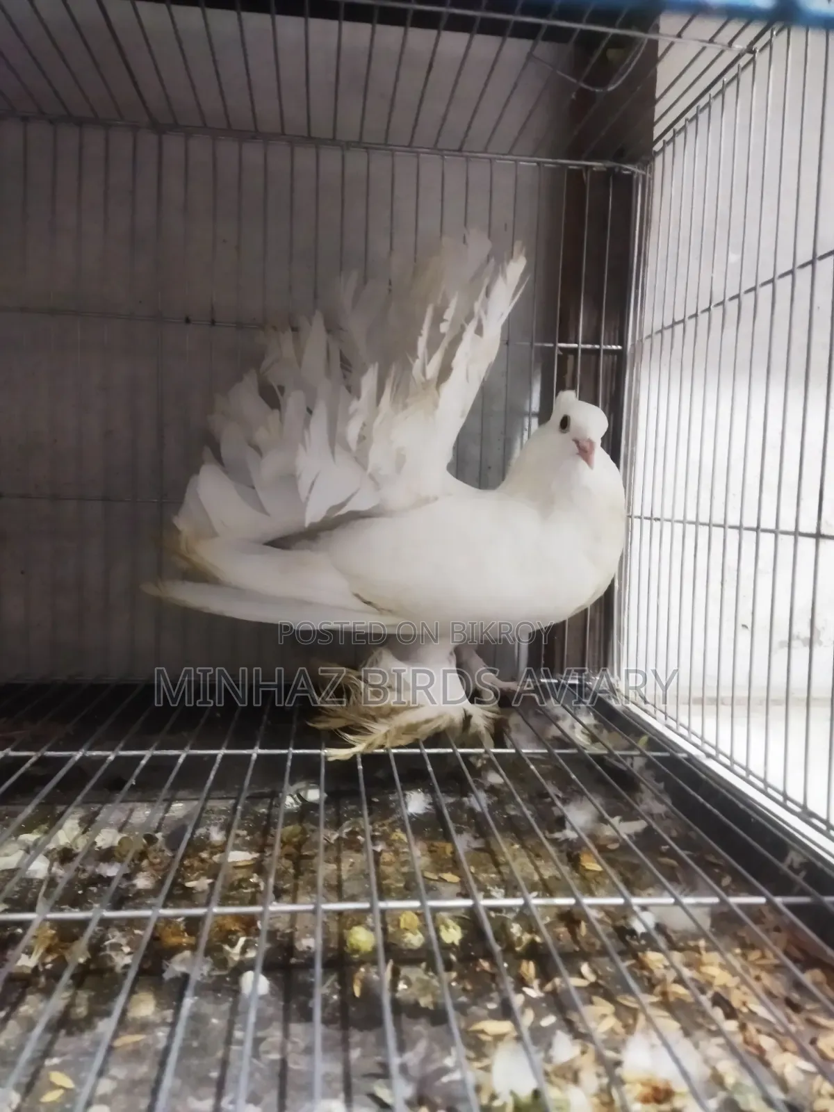 লাক্ষা পুরুষ কবুতর