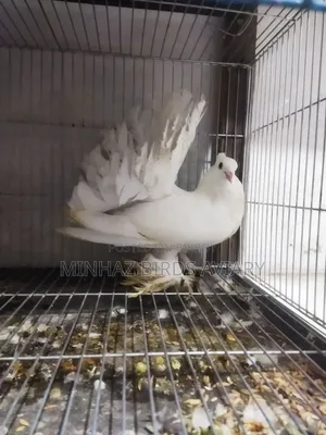 লাক্ষা পুরুষ কবুতর