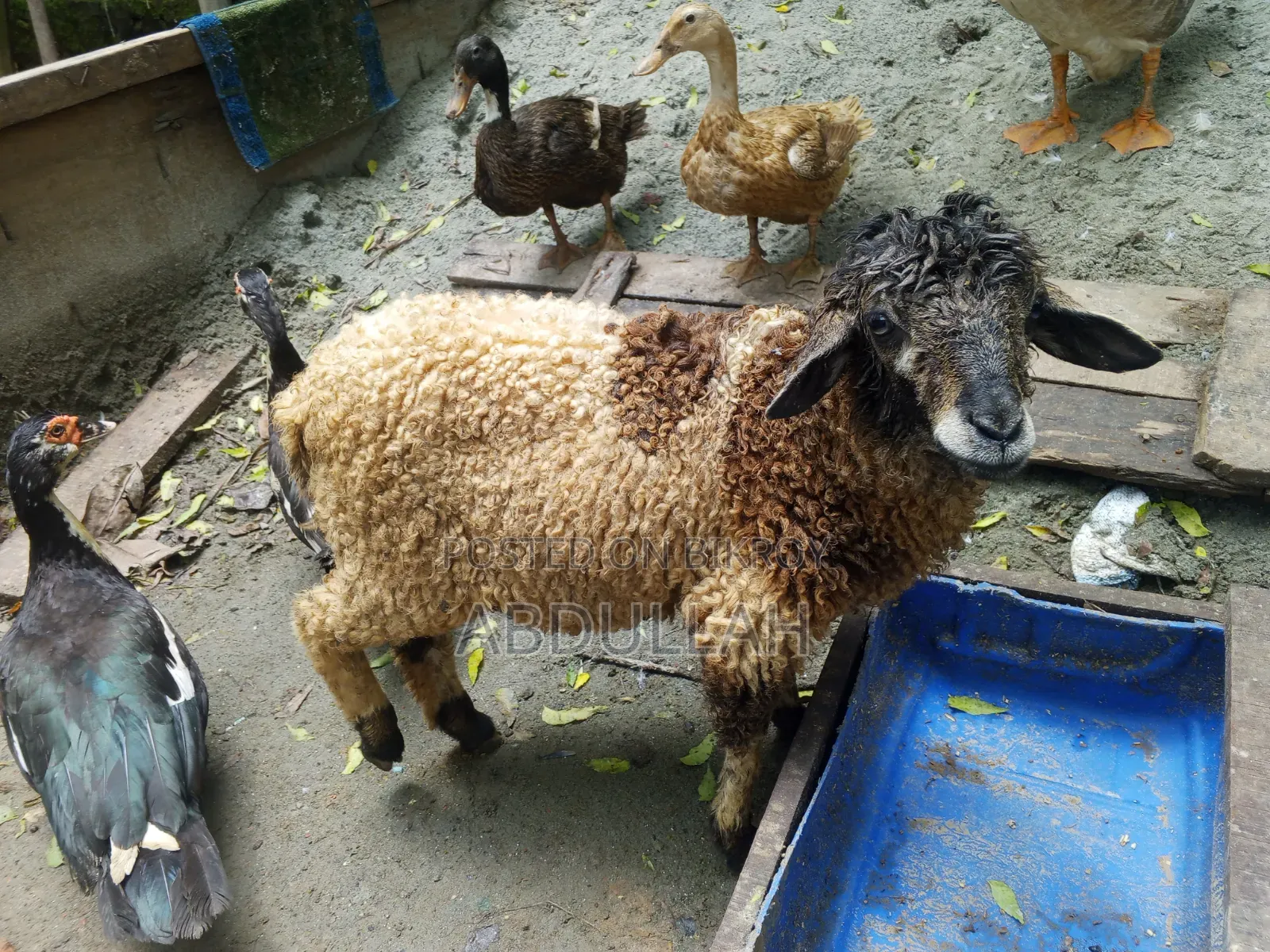 Young male sheep