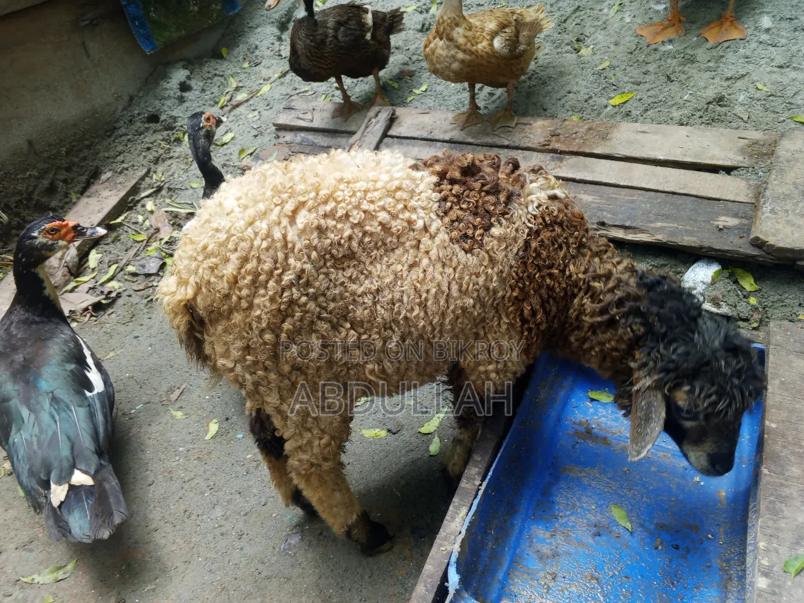 Young male sheep