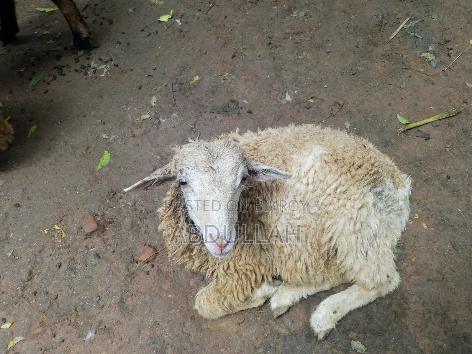 Young male sheep