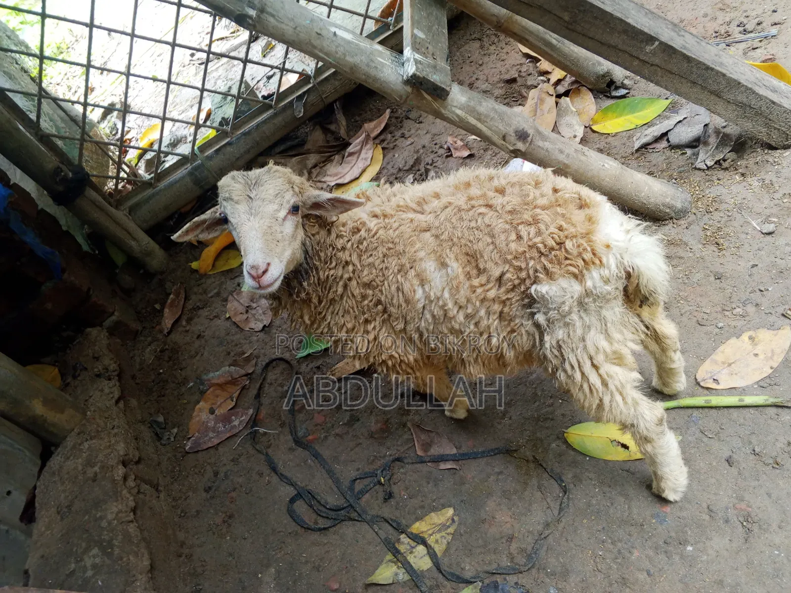 Young male sheep