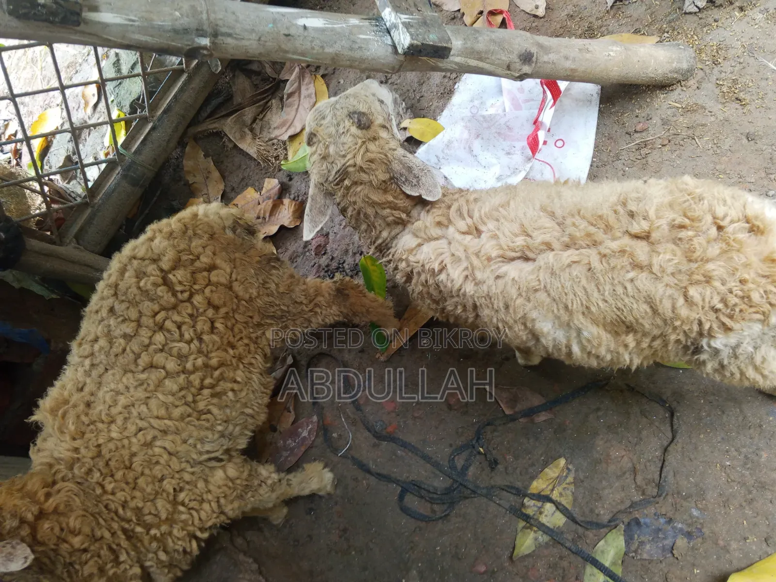 Young male sheep