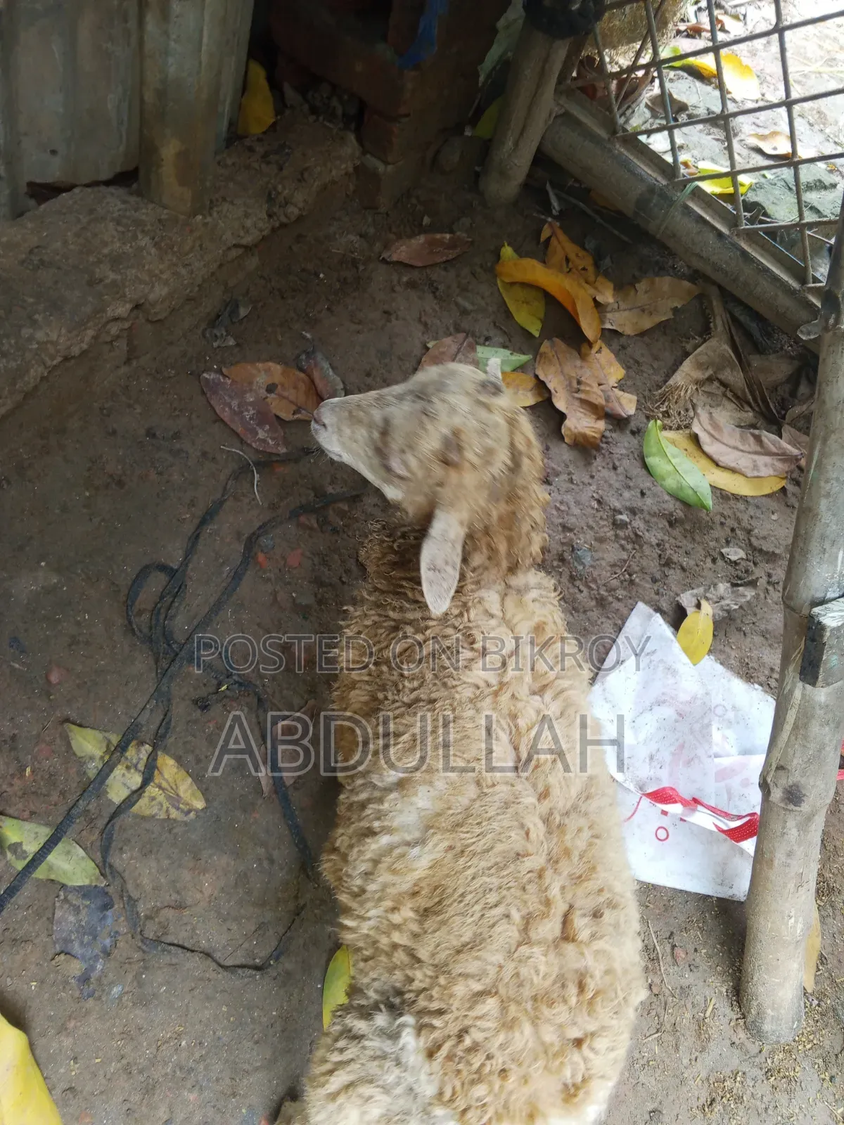 Young male sheep