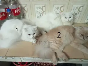 1+ Year Male Purebred Persian