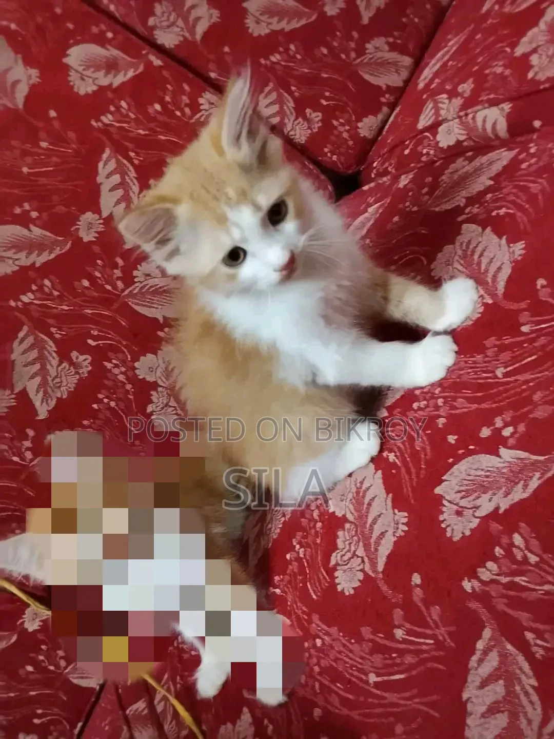 0-1 Month Female Mixed Breed Persian
