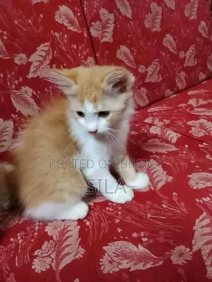 0-1 Month Female Mixed Breed Persian