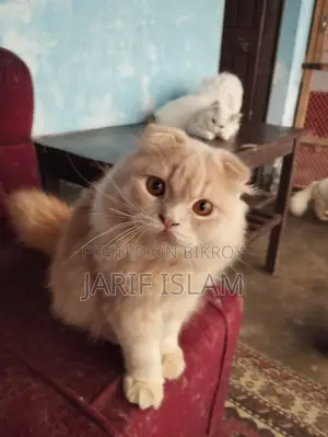 1+ Year Male Purebred Persian