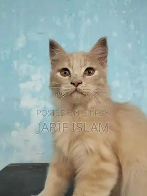 1+ Year Male Purebred Persian