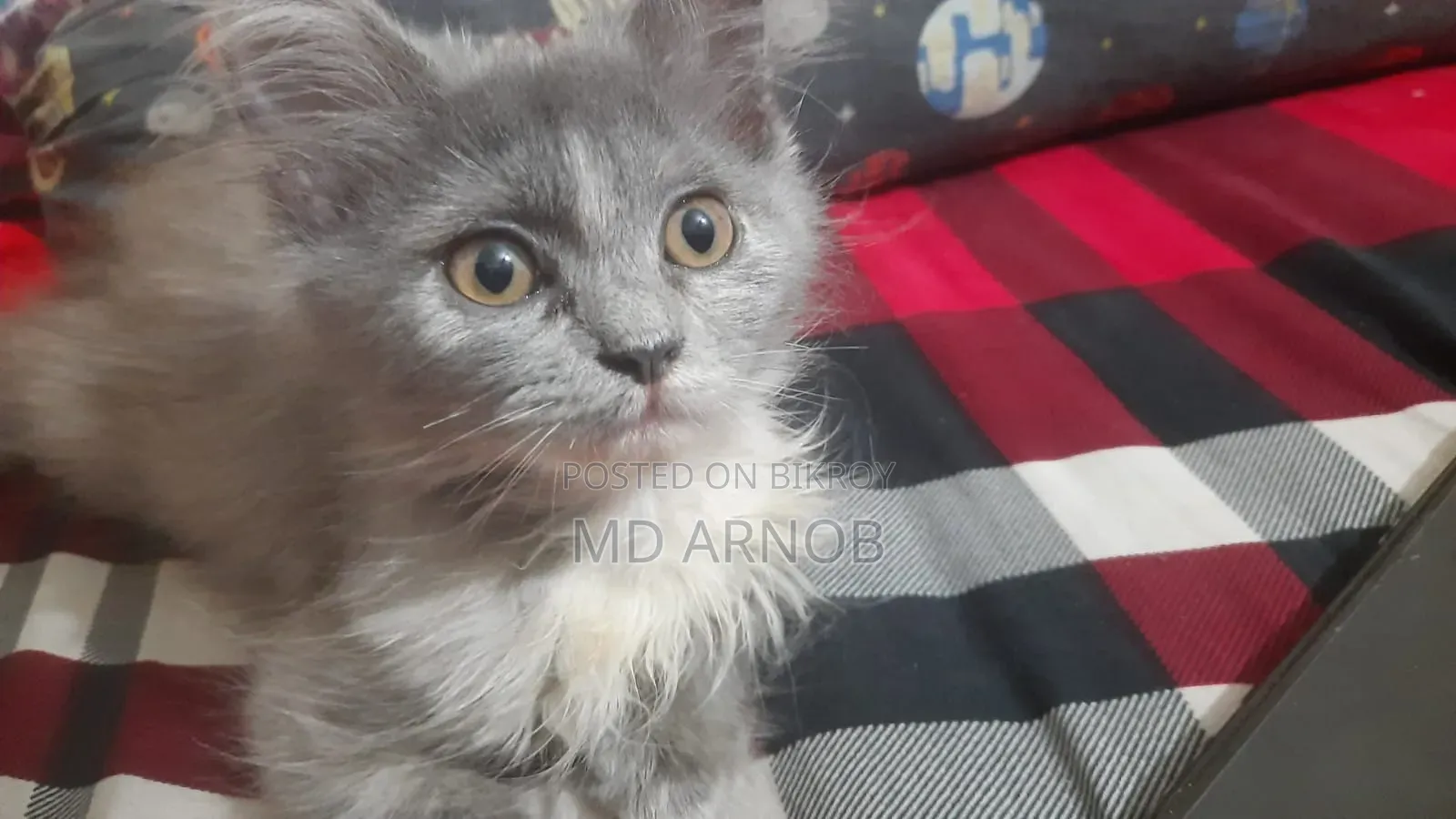 1-3 Months Female Purebred Persian
