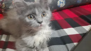 1-3 Months Female Purebred Persian