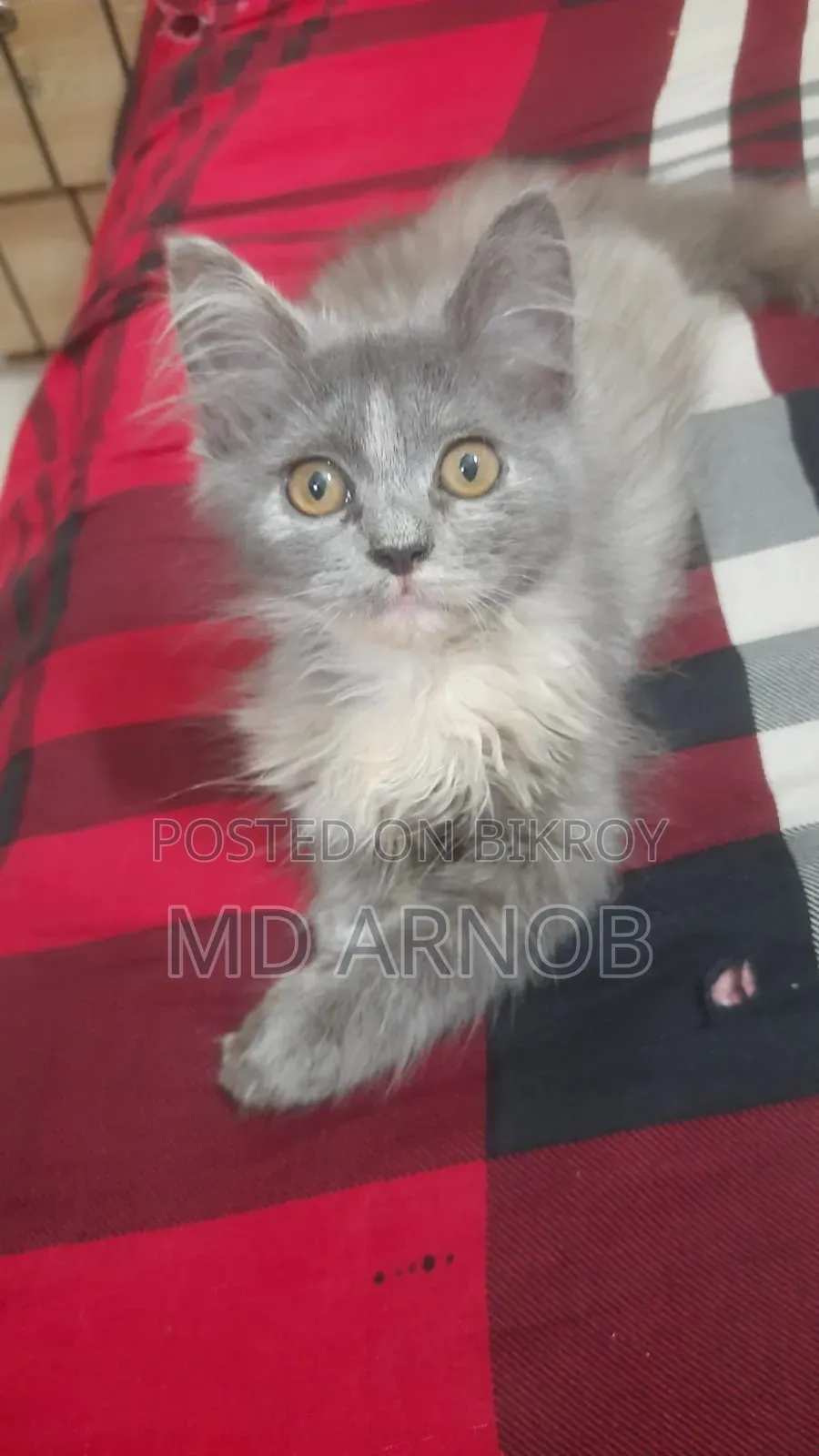 1-3 Months Female Purebred Persian