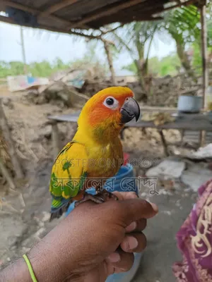 সান কুনুর পাখি