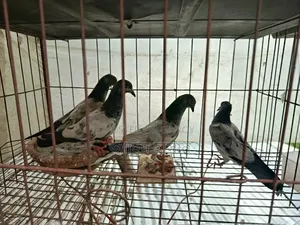 Pankhi Fat Pigeon Squabs