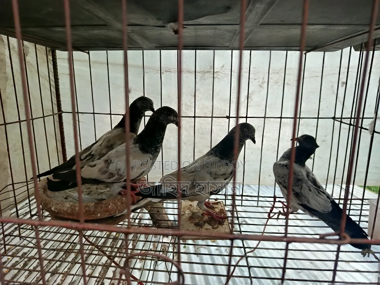 Pankhi Fat Pigeon Squabs