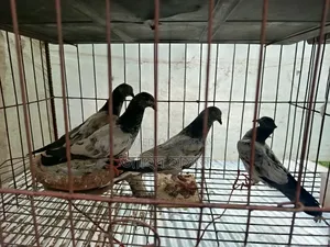 Pankhi Fat Pigeon Squabs